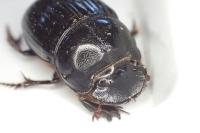 Copris lunaris