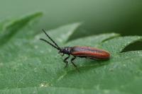 Omalisus fontisbellaquei