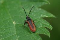 Omalisus fontisbellaquei