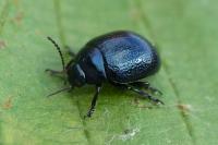 Chrysolina haemoptera