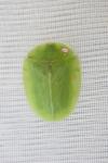 Cassida viridis