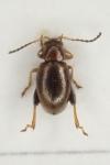 Longitarsus luridus