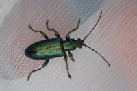 Plateumaris sericea