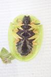 Cassida viridis