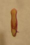 Longitarsus luridus
