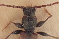 Tetropium fuscum
