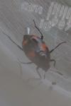 Scaphidium quadrimaculatum