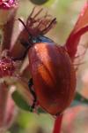 Chrysomela populi
