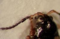 Phyllotreta ochripes