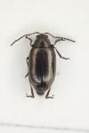Phyllotreta undulata