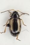Phyllotreta ochripes