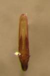 Phyllotreta undulata