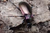 Carabus nemoralis