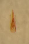 Stenus picipes