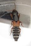 Platydracus stercorarius