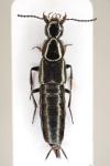 Philonthus atratus