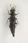 Stenus melanopus