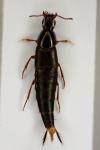 Quedius semiobscurus