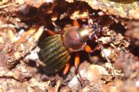 Carabus auronitens
