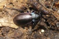 Carabus nemoralis