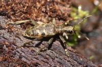 Rhagium mordax