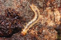 Schizotus pectinicornis