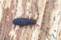 Uleiota planatus