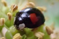 Harmonia axyridis