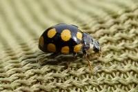 Coccinula quatuordecimpustulata