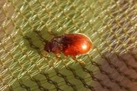 Coccidula rufa
