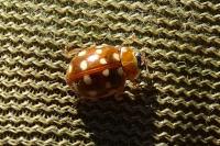 Calvia quatuordecimguttata