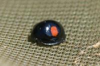 Chilocorus renipustulatus