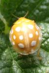 Halyzia sedecimguttata