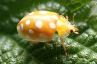 Halyzia sedecimguttata