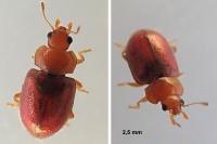 Coccidula rufa
