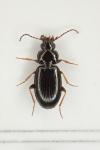 Bembidion obtusum