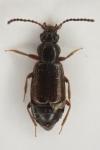 Lesteva longoelytrata