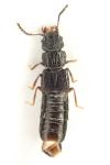 Anotylus rugosus