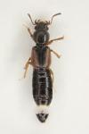 Bledius dissimilis