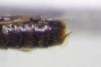 Bledius dissimilis