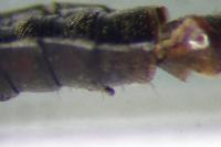 Anotylus rugosus