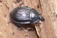 Phosphuga atrata