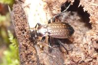 Carabus granulatus