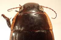 Dytiscus semisulcatus