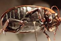 Dytiscus semisulcatus