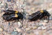 Sitaris muralis