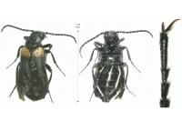 Sitaris muralis