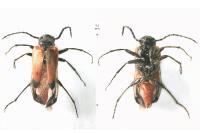 Stenoria analis
