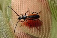 Stenurella melanura