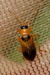 Phyllobrotica quadrimaculata